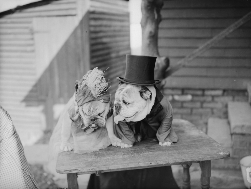 Illustration for article titled Vintage Photos Reveal Century-Long Obession with Dressing Up Pets